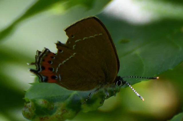 Satyrium pruni - szilvafa-csücsköslepke