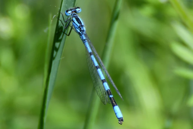 Enallagma cyathigerum - kéksávos légivadász
