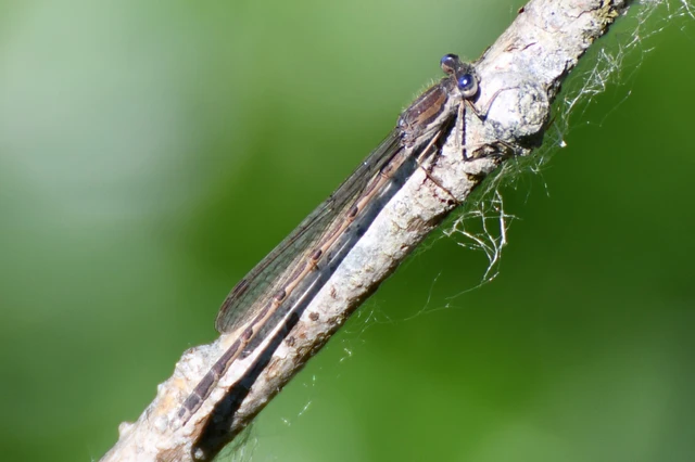 Sympecma fusca - téli rablószitakötő Sympecma fusca - téli rablószitakötő