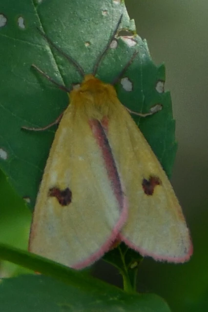 Diacrisia sannio - vörösszélű medvelepke