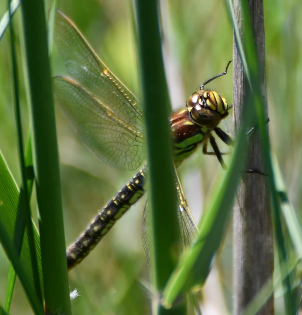 Brachytron pratense - szőrös karcsúacsa Brachytron pratense - szőrös karcsúacsa