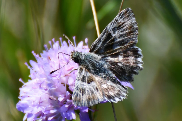 Carcharodus floccifera - pemetefű-busalepke