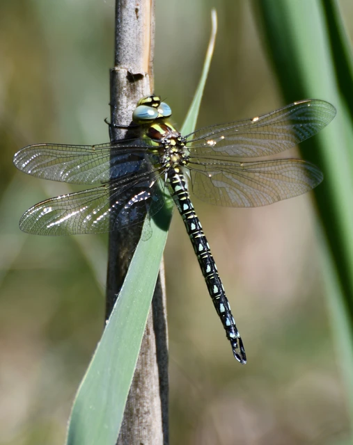 Brachytron pratense - szőrös karcsúacsa Brachytron pratense - szőrös karcsúacsa