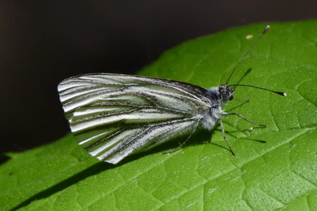 Pieris napi - repcelepke
