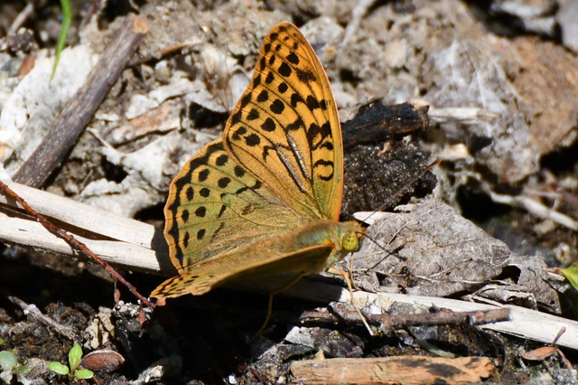 Argynnis pandora - zöldes gyöngyházlepke