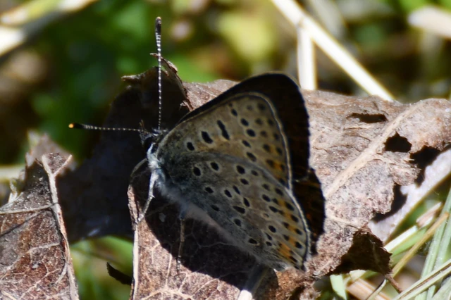 Lycaena tityrus - barna tűzlepke