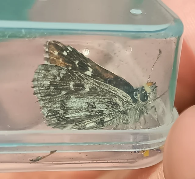 Pyrgus armoricanus - feles busalepke