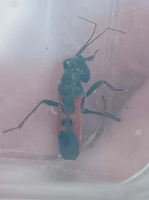 Peirates hybridus - foltos rablópoloska