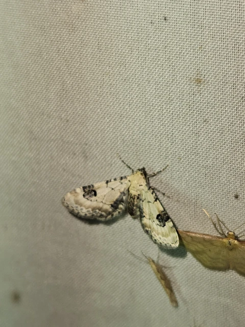 Eupithecia centaureata - búzavirág-törpearaszoló