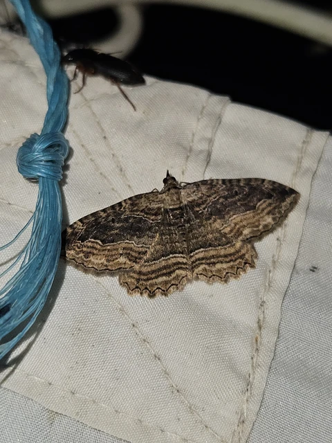 Philereme transversata - varjútövis-araszoló