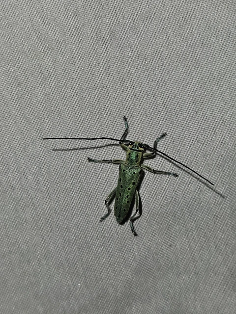 Saperda punctata - pettyes szilcincér Saperda punctata - pettyes szilcincér