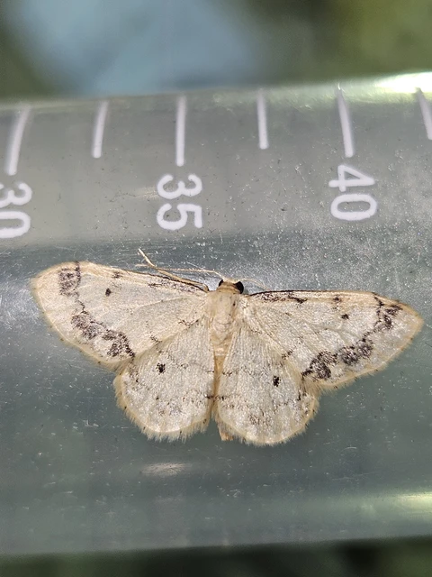 Idaea trigeminata - csúcsfoltos apróaraszoló