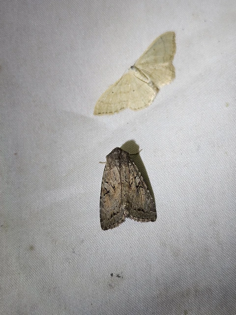 Apterogenum ypsillon - ipszilon-erdeibagoly