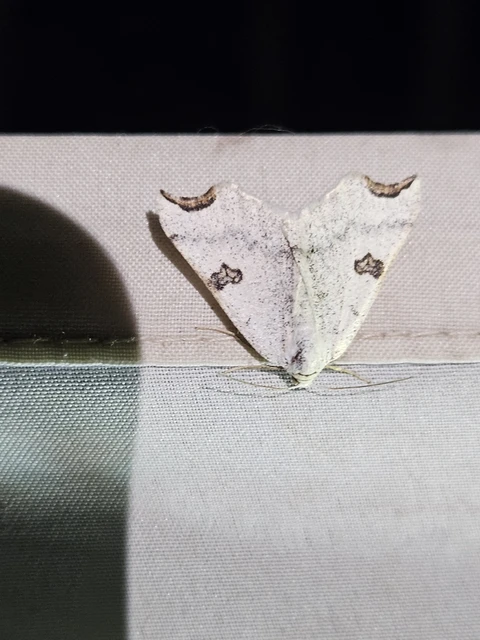 Eilicrinia cordiaria - fehér fűzfaaraszoló
