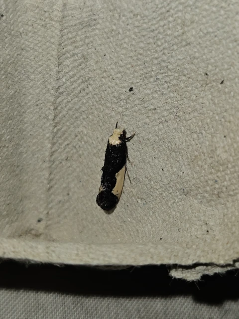 Monopis monachella - apácamoly