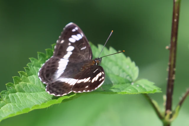 Limenitis camilla - kis lonclepke
