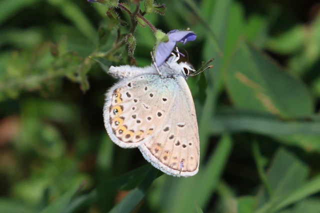 Plebejus idas - északi boglárka