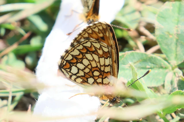 Melitaea aurelia - recés tarkalepke