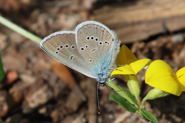 Cyaniris semiargus - aprószemes boglárka