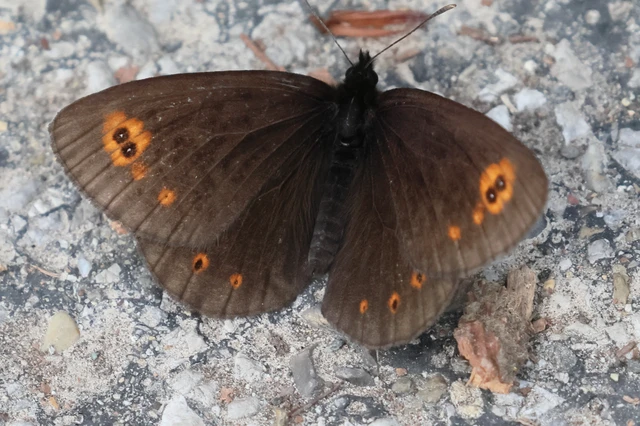 Erebia medusa - tavaszi szerecsenlepke