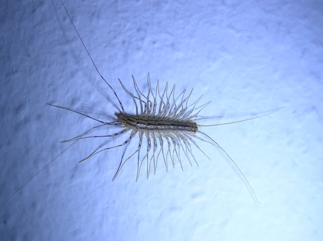 Scutigera coleoptrata - légyölő pókszázlábú