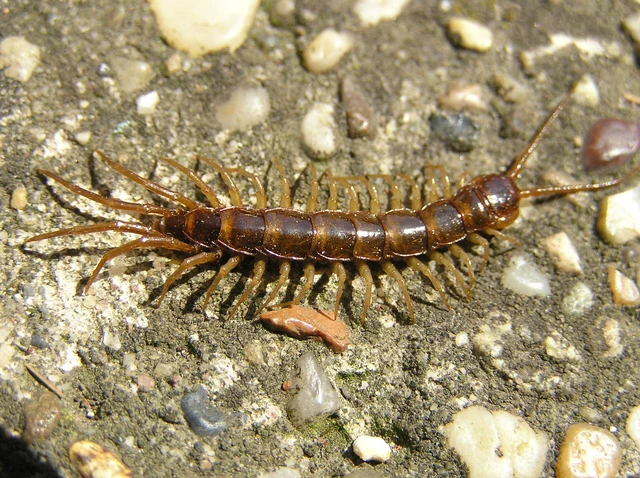 Chilopoda - Százlábúak
