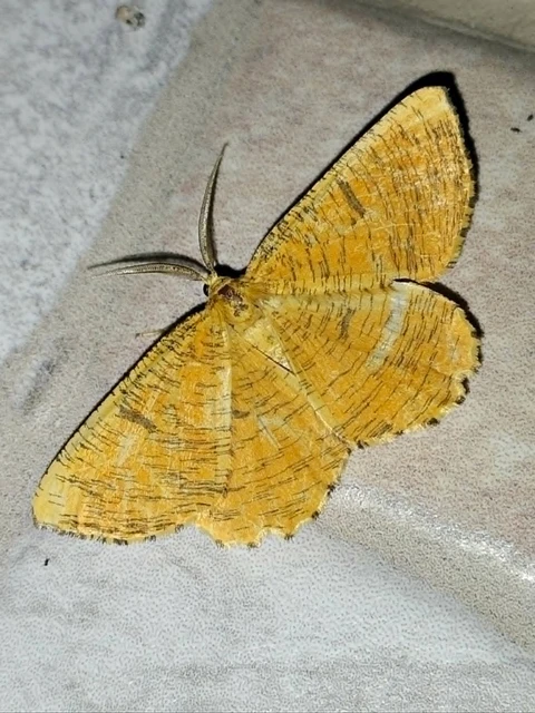 Angerona prunaria - sárga kökényaraszoló