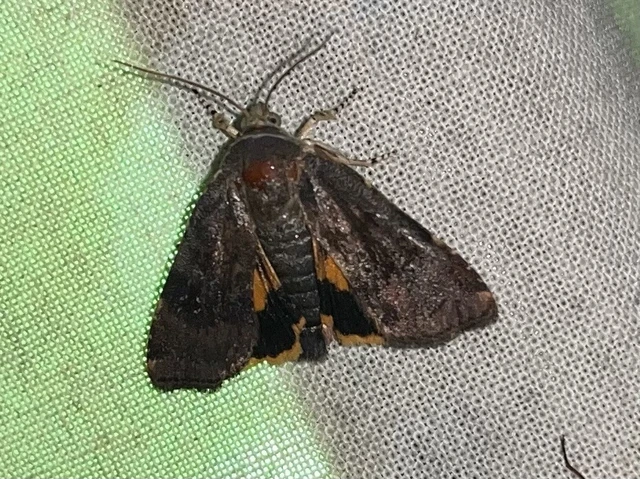 Noctua janthe/janthina