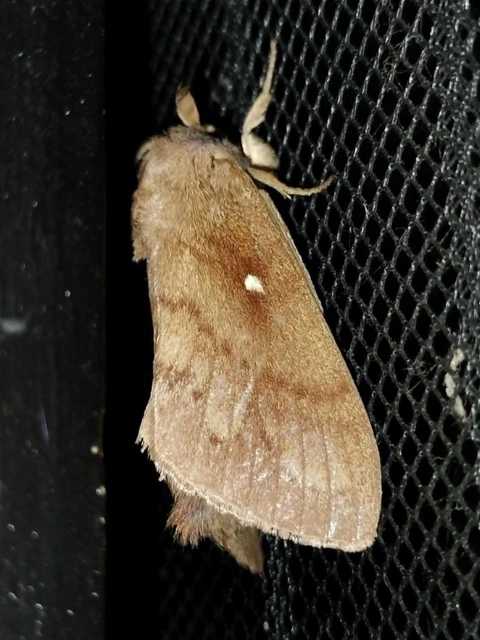 Dendrolimus pini - fenyőpohók