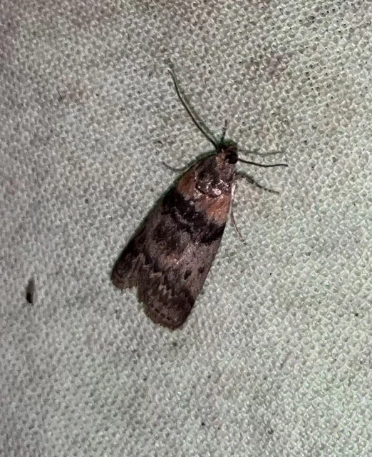 Sciota rhenella - alföldi karcsúmoly