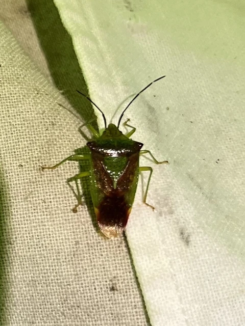 Acanthosoma haemorrhoidale - nagy dajkapoloska Acanthosoma haemorrhoidale - nagy dajkapoloska