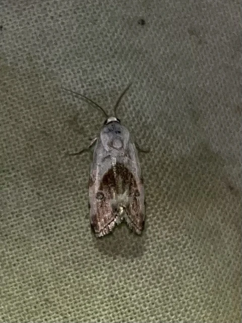 Ponometia candefacta - parlagfűbagoly