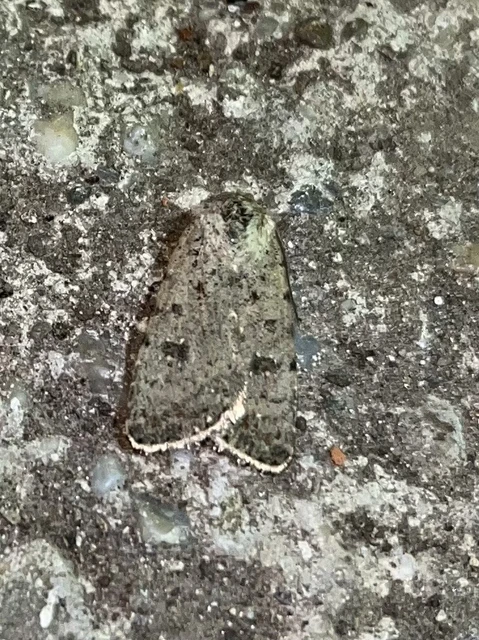 Paradrina clavipalpis - közönséges selymesbagoly