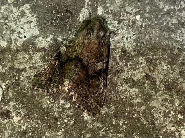 Apterogenum ypsillon - ipszilon-erdeibagoly