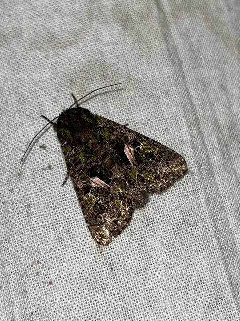 Trachea atriplicis - nyári zöldbagoly