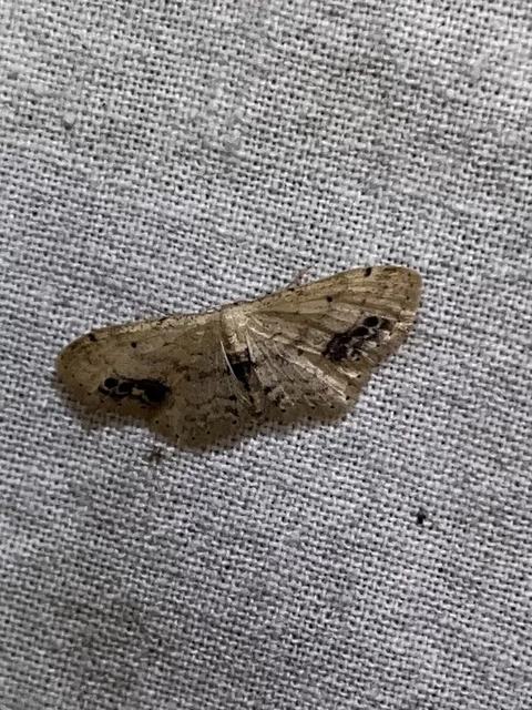 Idaea dimidiata - gyakori apróaraszoló