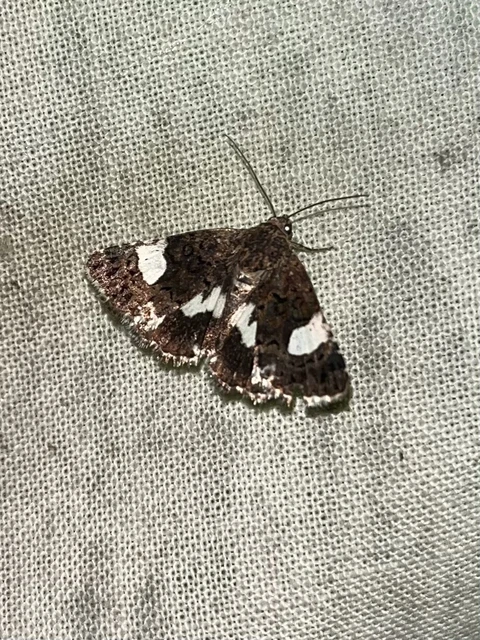 Tyta luctuosa - fekete nappalibagoly