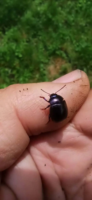 Chrysolina sturmi - vöröslábú levelész