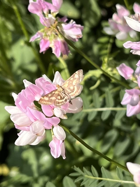 Pyrausta ostrinalis - ritka bíbormoly