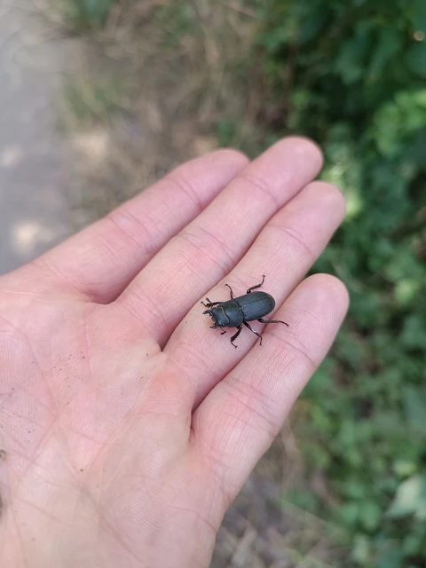 Dorcus parallelipipedus - kis szarvasbogár
