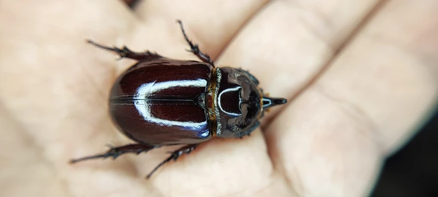Oryctes nasicornis - orrszarvú bogár