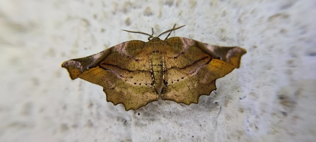 Apeira syringaria - orgona-araszoló