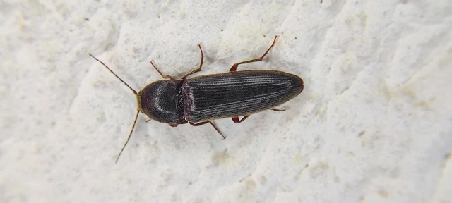 Elateridae - pattanóbogárfélék