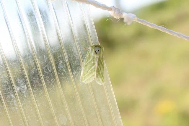 Pseudoips prasinana - bükkfa-zöldbagoly