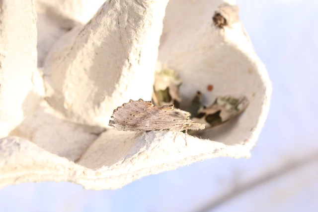 Pterostoma palpina - csőrös púposszövő