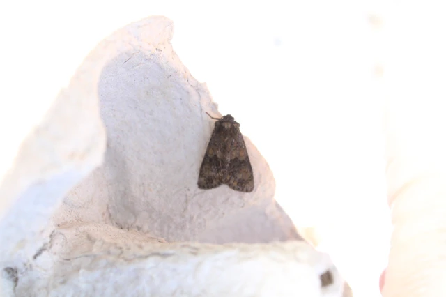 Craniophora ligustri - fagyalbagoly