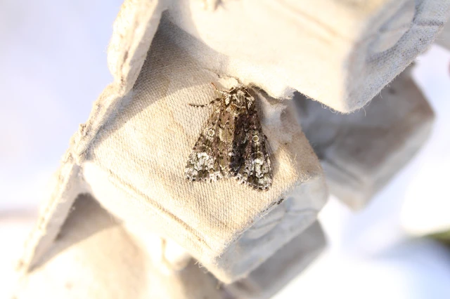 Craniophora ligustri - fagyalbagoly