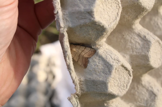 Charanyca trigrammica - háromsávos lombbagoly