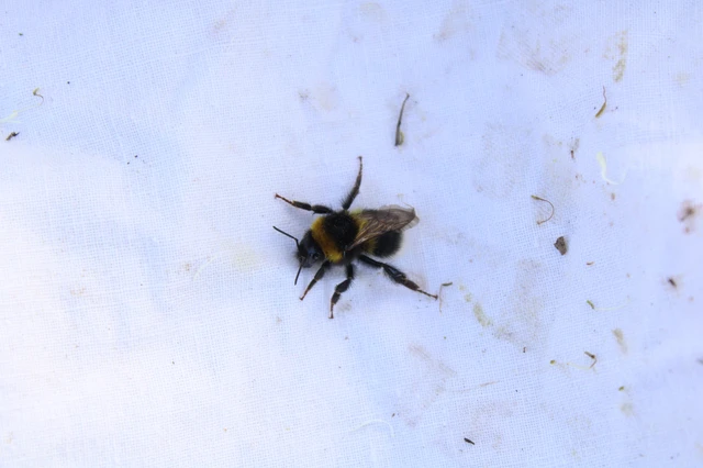 Bombus - poszméhek