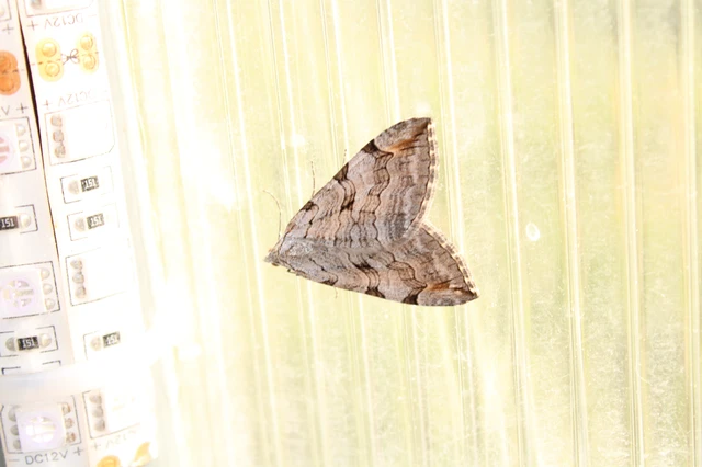 Aplocera efformata/plagiata